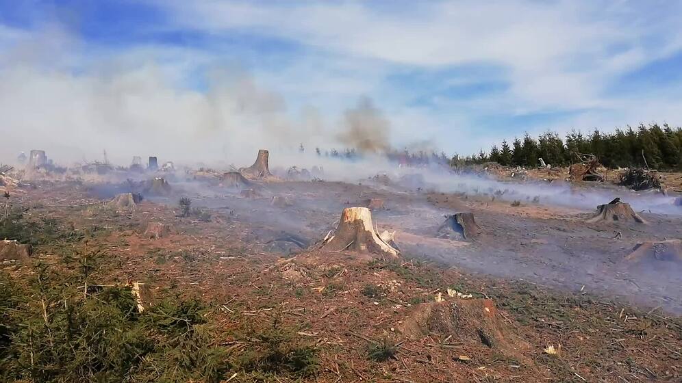 Ten firefighting units dealt with a forest fire in Ratiboř