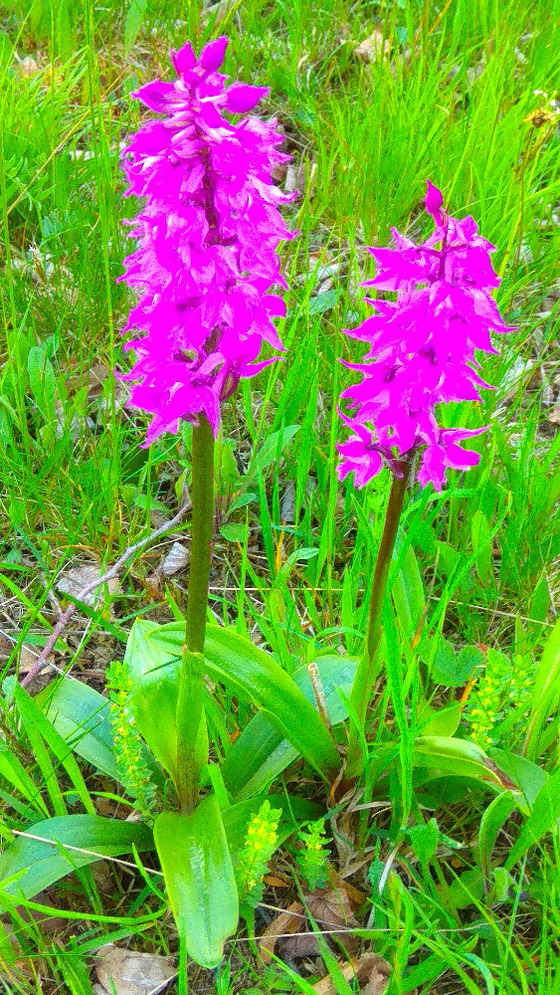 Srdečně zveme na hrabání orchidejových luk v Jablůnce